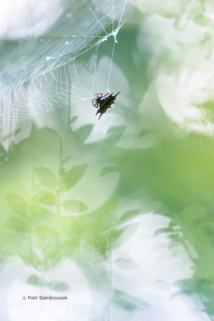 czech nature photo nominace bezobratlí – petr bambousek