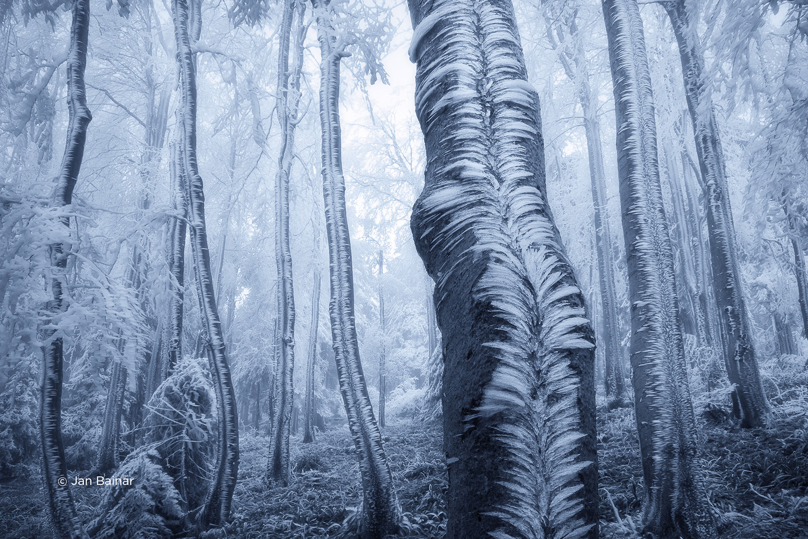 czech nature photo nominace český les – jan bainar
